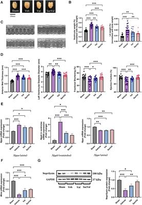 Sacubitril/valsartan attenuates atrial conduction disturbance and electrophysiological heterogeneity with ameliorating fibrosis in mice